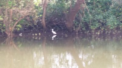 2018 Goa, Indien
Bird
