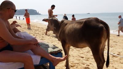 2018 Goa, Indien
Cow on the beach
