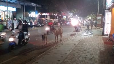 2018 Goa, Indien
City Light
