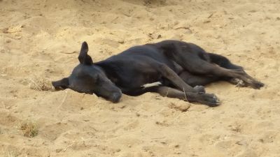 2018 Goa, Indien
Hot dog
