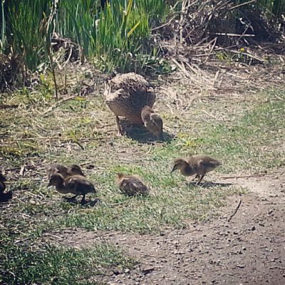 2015-04-23 Råstasjöns första småttingar
