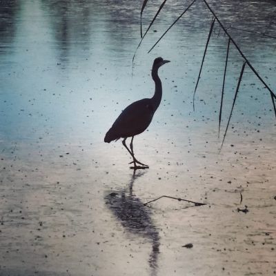 2015-11-25 Råstasjön
