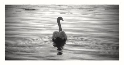 2015-12-07 Svanesång
