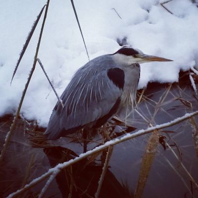 2016-11-11 Vintervila
